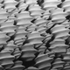 Dentículos al microscopio: Foto: Wikipedia